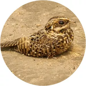 Swamp nightjar
