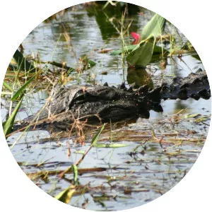 Swamp photograph