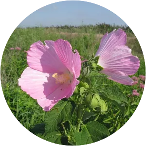 Swamp rose mallow