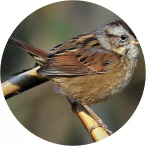 Swamp sparrow