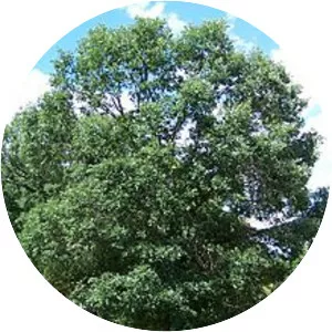 Swamp white oak