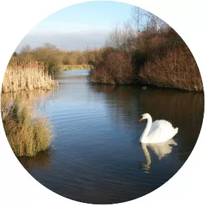 Swan Pool