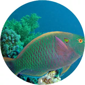 Swarthy Parrotfish