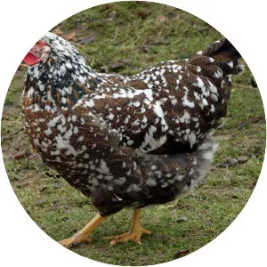 Swedish Flower Hen