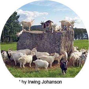 Swedish Landrace goat