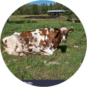 Swedish Red-and-White (İsveç Kırmızısı Sığırı)