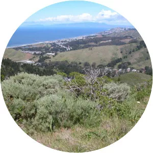 Sweeney Ridge Trail - 