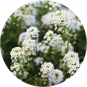 Sweet alyssum