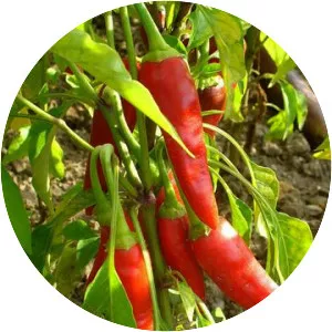 Sweet and chili peppers - Plants