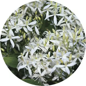 Sweet autumn clematis