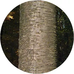Sweet birch - Plants