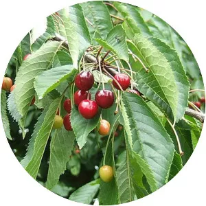 Sweet Cherry - Plants