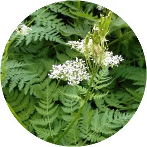 Sweet cicely