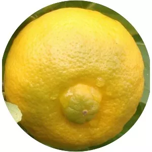 Sweet lemon - Plants