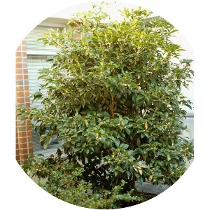 Sweet osmanthus - Plants
