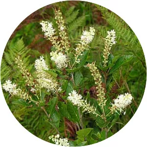 Sweet pepperbush - Plants