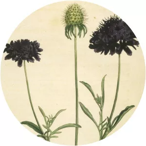 Sweet scabious - Plants