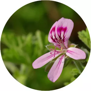 Sweet scented geranium