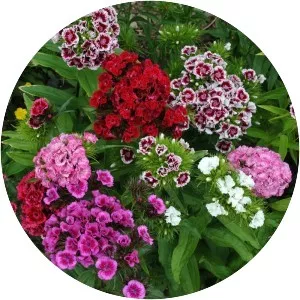 Sweet William