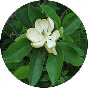 Sweetbay magnolia