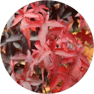 Sweetgum - Plants
