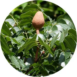 Swietenia macrophylla