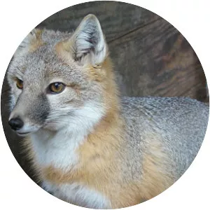 Swift fox