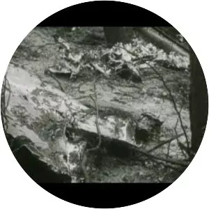 Swissair Flight 330 - Plane crash