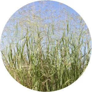 Switchgrass - Plants