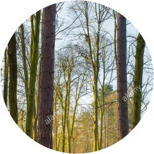 Swithland Wood and The Brand - 