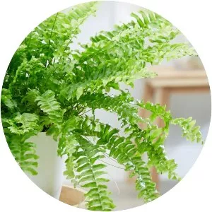 Sword fern - 