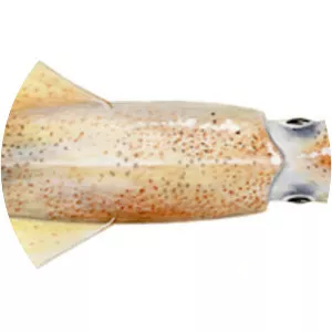 Swordtip squid - Mollusks, squid, mixed species, raw