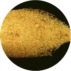 Syacium papillosum - 