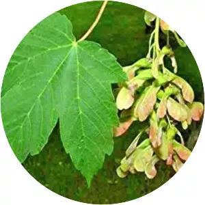 Sycamore maple