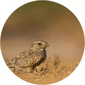 Sykes's nightjar