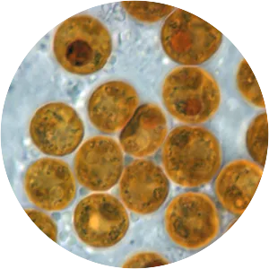 Symbiodinium - Algae