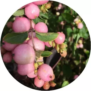 Symphoricarpos