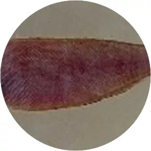 Symphurus plagusia - 