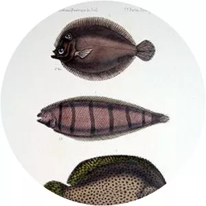 Symphurus tessellatus - 