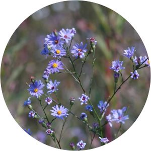 Symphyotrichum oolentangiense - 