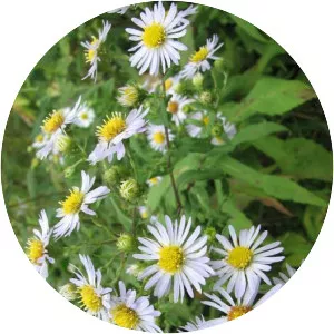 Symphyotrichum prenanthoides - 
