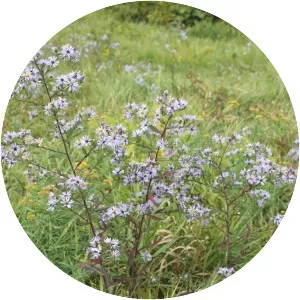 Symphyotrichum puniceum