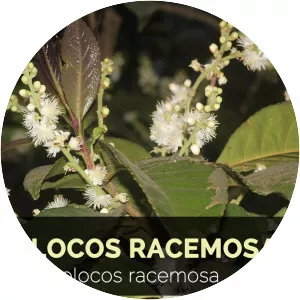 Symplocos racemosa