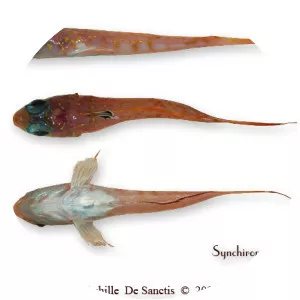 Synchiropus phaeton - 