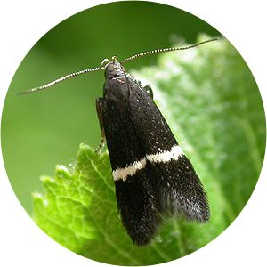 Syncopacma taeniolella - 