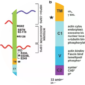 Syndecan 1 - Protein