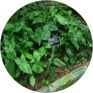 Syngonium - Plants