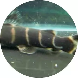 Synodontis brichardi