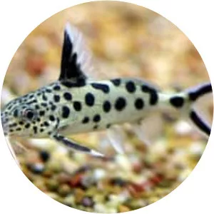 Synodontis grandiops