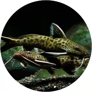 Synodontis lucipinnis